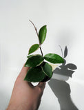 Hoya Carnosa 'Krimson Queen' | wax plant