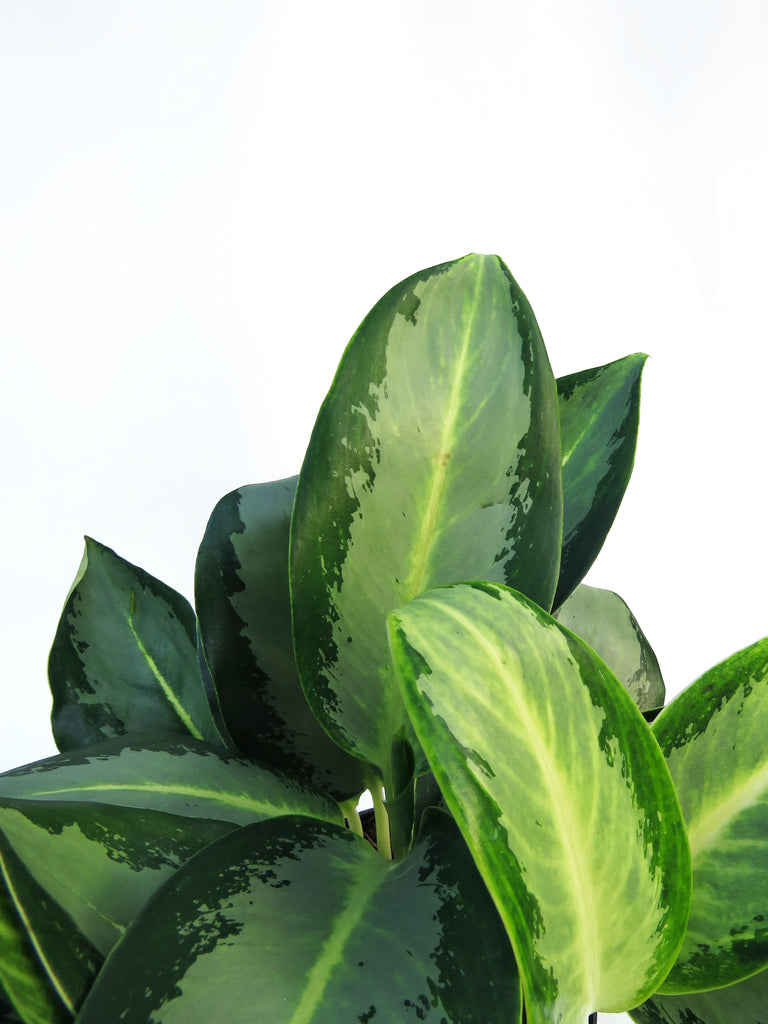 aglaonema crispum deborah Aglaonema 'Deborah' – Végétal Design Qc
