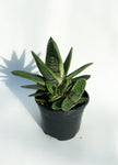 Gasteria ‘Little Warty’ | Ox tongue