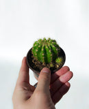 Cactus Echinopsis ‘Calochlora’