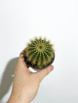 Cactus Parodia Leninghausii