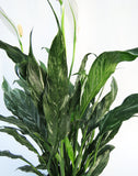 Spathiphyllum 'Domino' | Peace Lily | Peace Lily