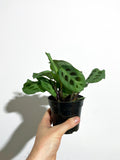 Maranta Leuconeura 'Green' | Maranta Leuconera 'Marisela' | Prayer Plant