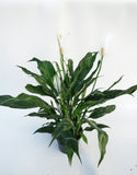 Spathiphyllum ‘Domino’ | Lis de la Paix | Peace Lily