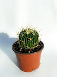 Cactus Stenocactus Multicostatus | Brain Cactus