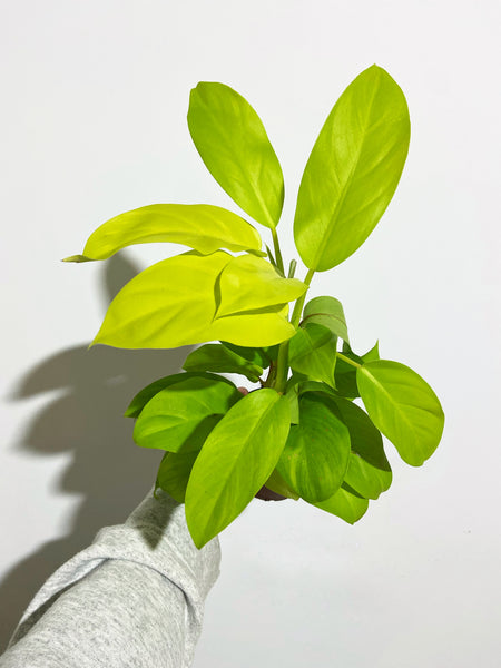 philodendron green goddess Philodendron 'Golden Goddess'