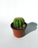 Cactus Echinopsis 'Calochlora'