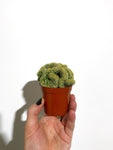 Cactus Mammillaria Elongata Cristata | 'Brain' Cactus