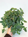 Fittonia Verschaffeltii | Plante Mosaïque
