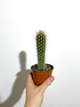 Cactus Echinocereus Engelmannii