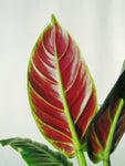 Philodendron 'Subhastatum'