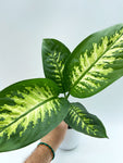 Dieffenbachia 'Seguine'
