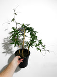 Passiflore Bleue | Passiflora Caerulea