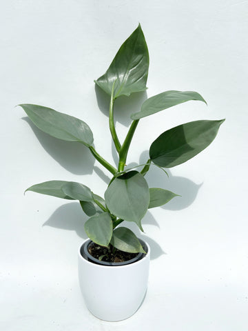 Philodendron Hastatum | Philodendron 'Silver Sword'