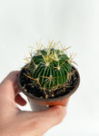 Cactus Stenocactus Multicostatus | Brain Cactus