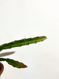 Rhipsalis Cruciformis | Rhipsalis Cruciforme
