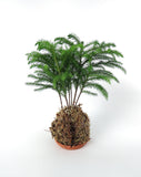 Holiday arrangement - Kokedama Pine from Norfolk