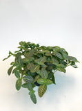 Fittonia Verschaffeltii | Mosaic Plant