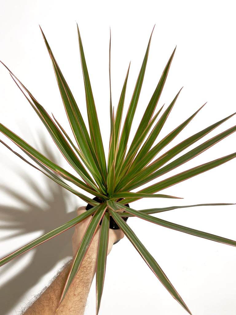 2 Dragons D'intérieur : Dracaena Marginata + Bicolor – Plante Facile Et Robuste Pour Salon & Salle De Bain