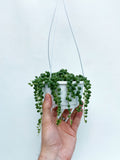 Senecio Rowleyanus | Collier de Perles | String of Pearls