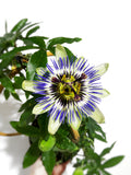 Passiflore Bleue | Passiflora Caerulea