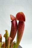 Sarracenia 'Dixie Lace' | Pitcher Plant | Trumpet Pitcher