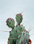 Opuntia x basilaris 'Baby Rita' | Cactus Raquette