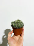 Cactus Rebutia Albiflora