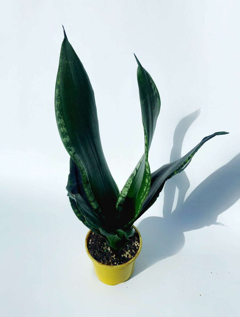 snake plant whitney Sansevieria Trifasciata 'Whitney'