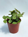 Hoya Curtisii | Plante de Cire | Fleur de Porcelaine