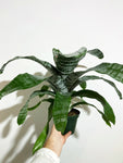 Aechmea Fasciata | Bromeliacé | Vase d'argent