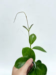 Hoya 'Australis' | Wax Flower | porcelain flower