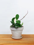 Hoya Carnosa 'Krimson Queen' | wax plant