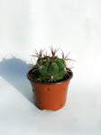 Cactus Matucana Madisoniorum