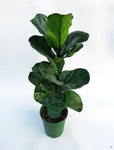 Ficus Lyrata | Fiddle Leaf Fig