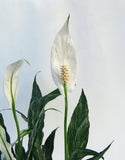 Spathiphyllum ‘Domino’ | Lis de la Paix | Peace Lily