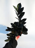 Zamioculcas Zamiifolia 'Raven' | Plante ZZ