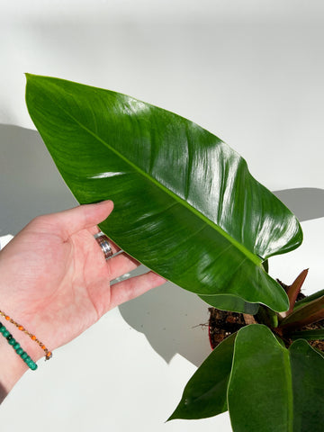 philodendron erubescens imperial green Philodendron Erubescens 'Imperial Green' – Végétal Design Qc