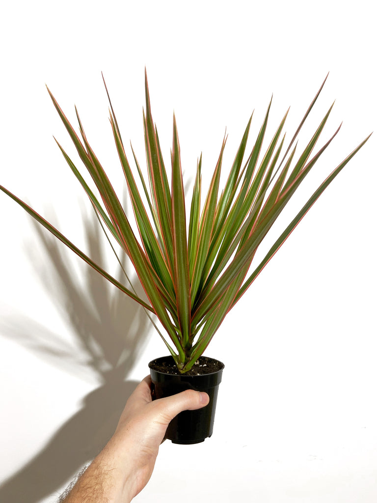dracaena marginata origin Dracaena Marginata 'Bicolor' – Végétal Design Qc