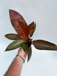 Philodendron 'Cathalina'