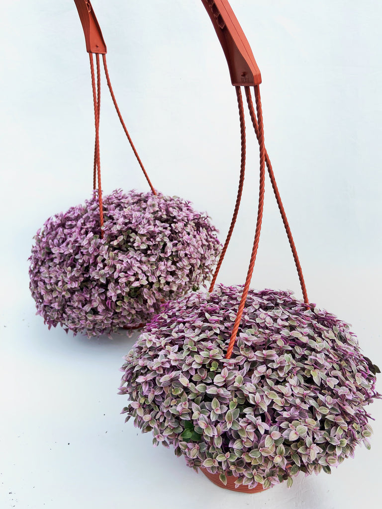 pink lady hanging plant Callisia Repens 'Pink Lady' – Végétal Design Qc