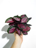 Calathea Roseopicta 'Rosy'