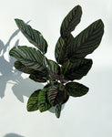 Calathea Ornata