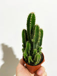 Cactus 'Fairy Castle' | Acanthocereus tetragonus