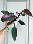 Philodendron 'Pink Princess'