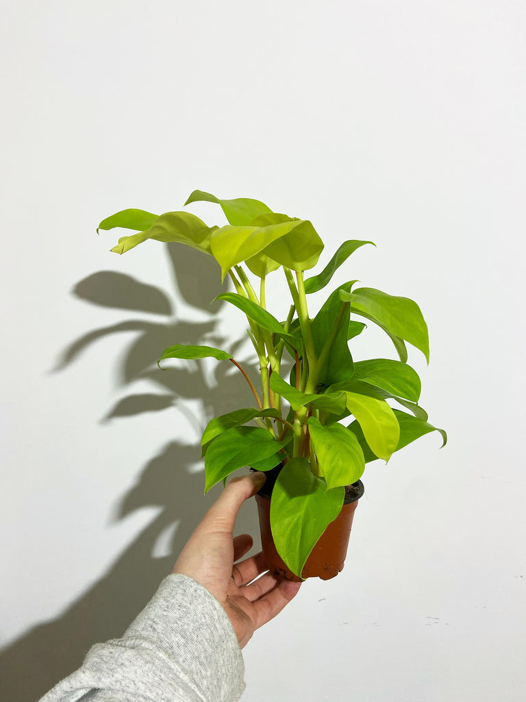variegated golden goddess philodendron Philodendron 'Golden Goddess' – Végétal Design Qc