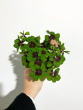 Oxalis tetraphylla ‘Iron cross’