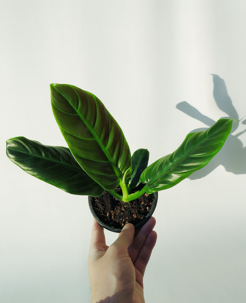 philodendron subhastatum mature Philodendron 'Subhastatum' – Végétal Design Qc