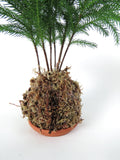 Holiday arrangement - Kokedama Pine from Norfolk