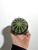 Cactus Parodia Magnifica